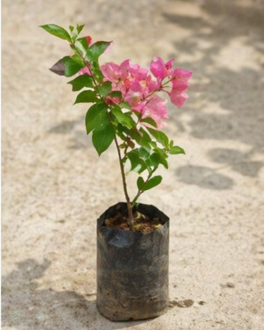 Imported Skyline Bougainvillea Plant — view 2