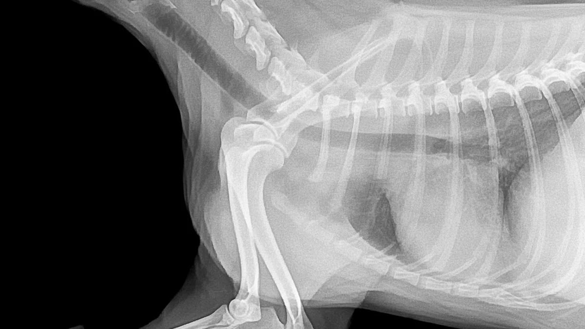 한국어 관용구에서 동물 비유 표현의 의미와 유래 분석