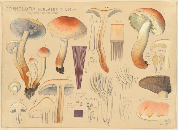 Hypholoma sublateritium Fr 1915 1945