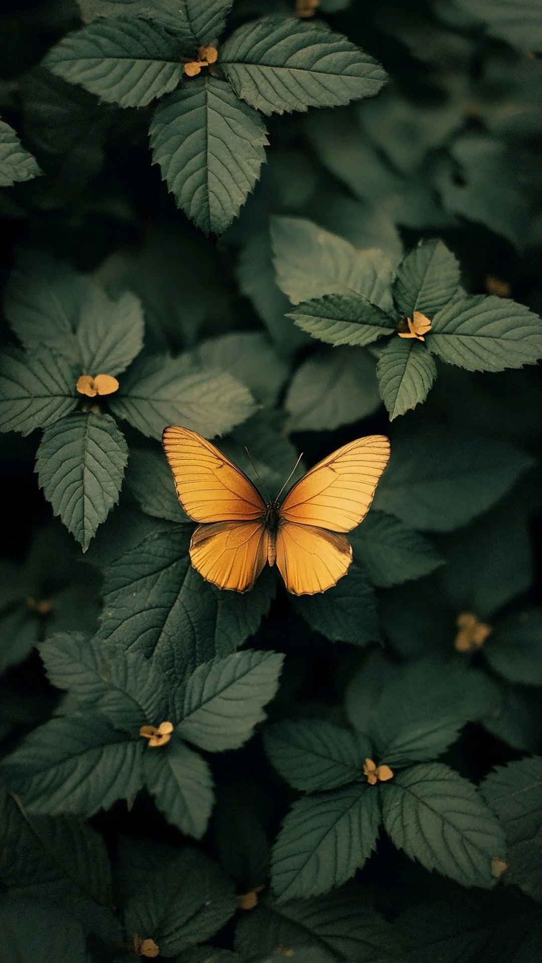 Golden Butterfly on Dark Green Foliage Nature Close-up - Free 4K mobile Wallpaper