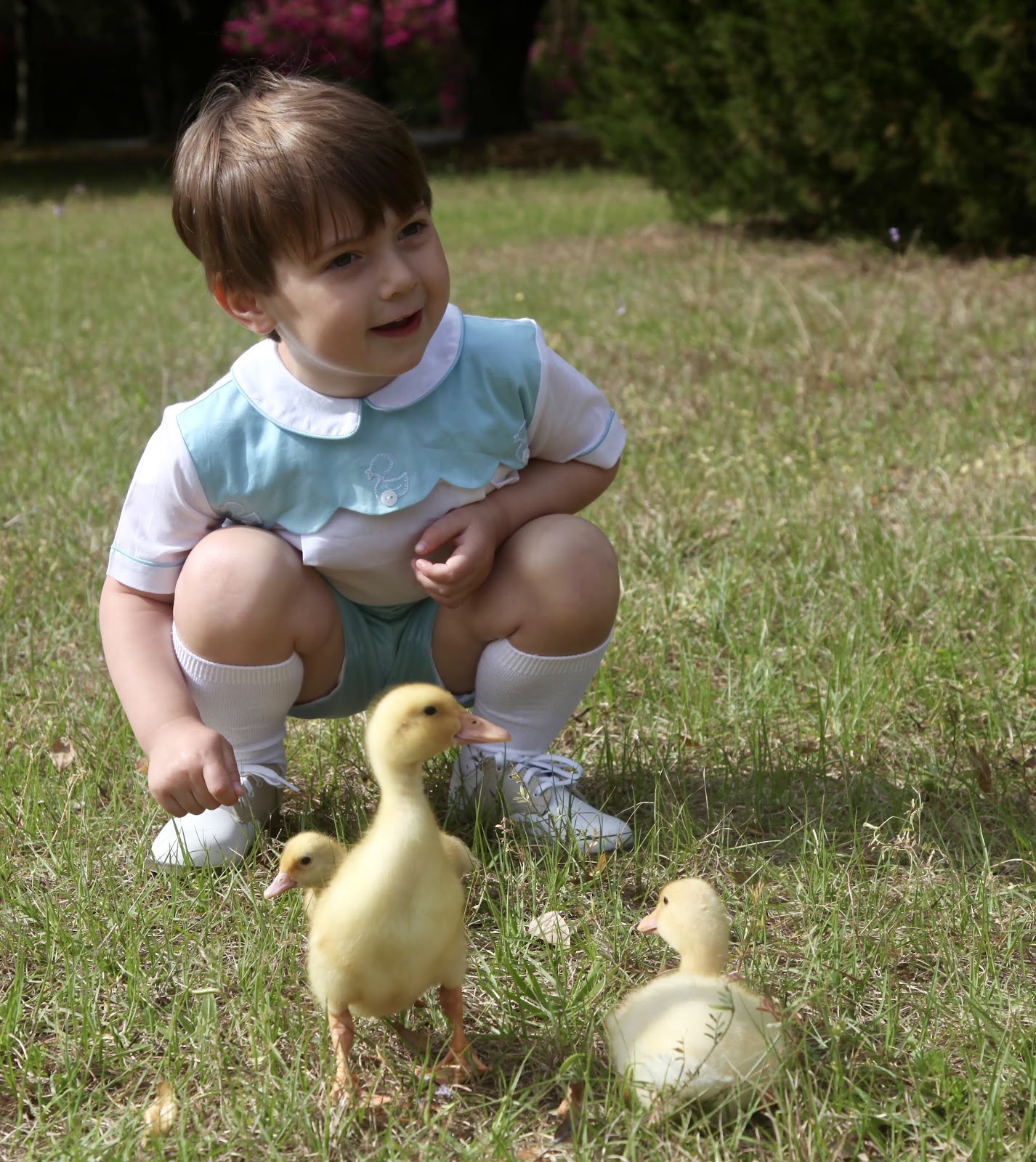 Jumbo Pekin Duckling