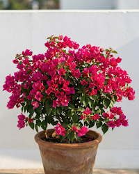 Imported Sweetheart Bougainvillea Plant