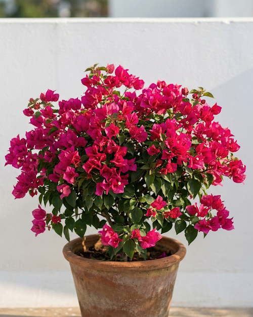 Imported Sweetheart Bougainvillea Plant