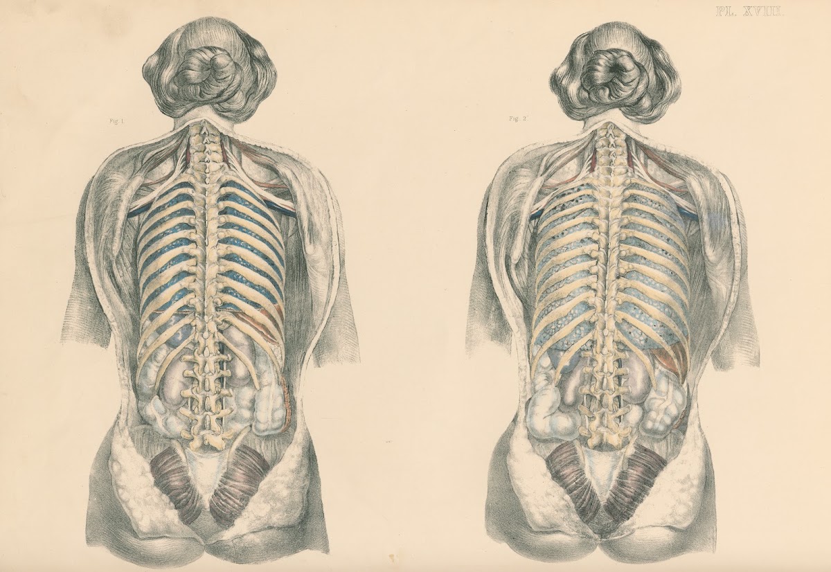 Medical anatomy or Illustrations of the relative position and movements of the i