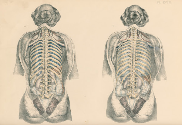 Medical anatomy or Illustrations of the relative position and movements of the i