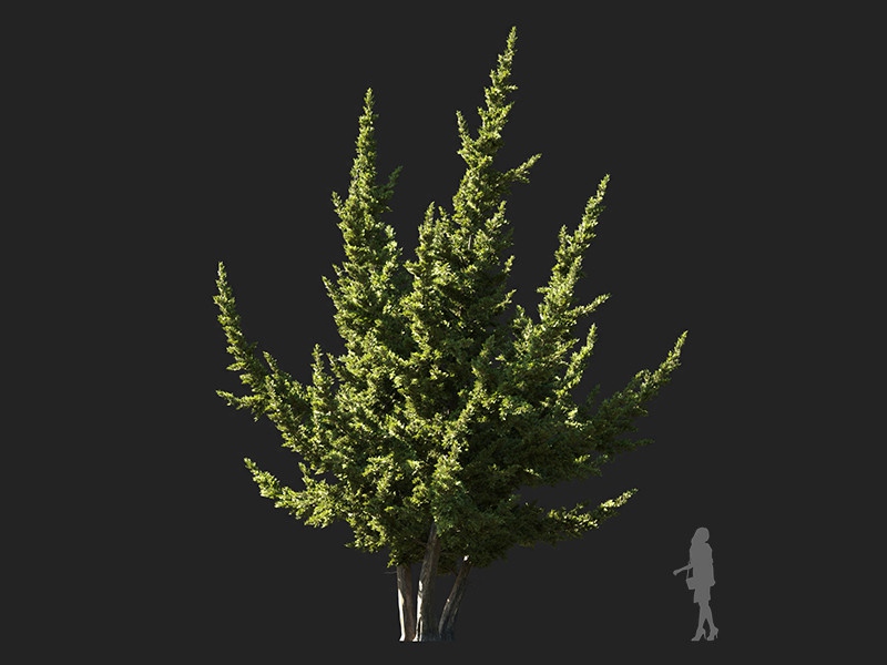 Maxtree - Plant Models Vol.132