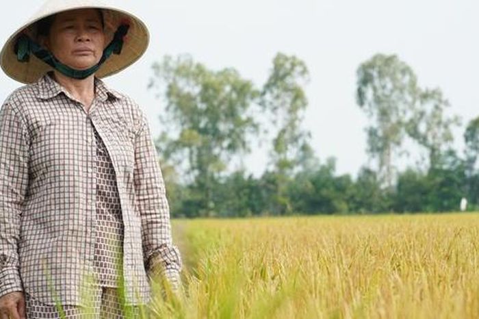 Công an vào cuộc vụ ruộng lúa ở Đồng Tháp nghi bị phá hoại 2 lần - Báo Người Lao Động