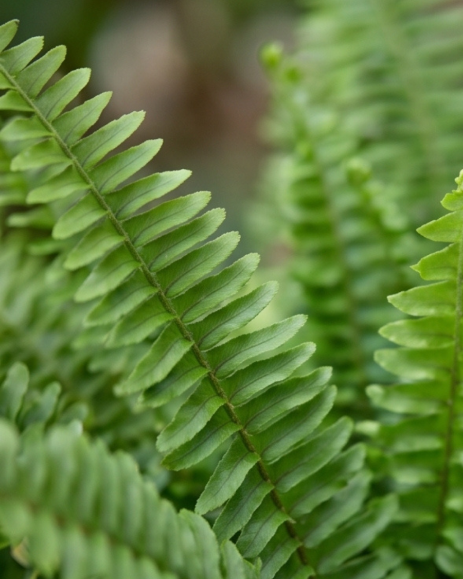 Boston Fern Plant — view 5