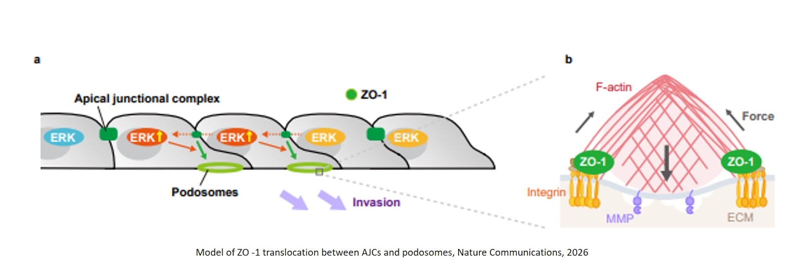 ZO-1 shuttles between apical junctional complexes and podosomes by riding ERK activation waves