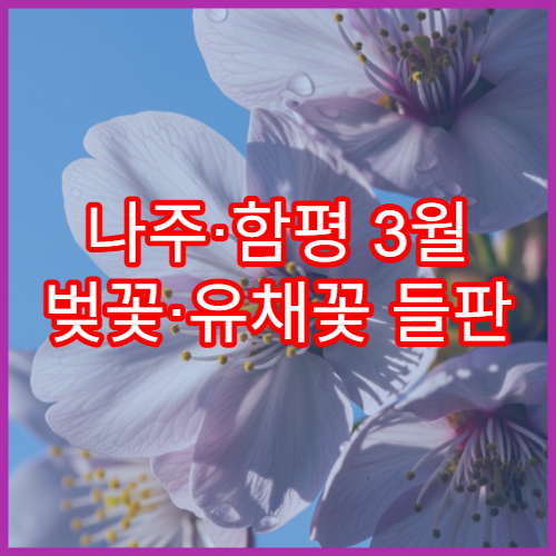 나주·함평 3월 벚꽃·유채꽃 들판 여행 코스