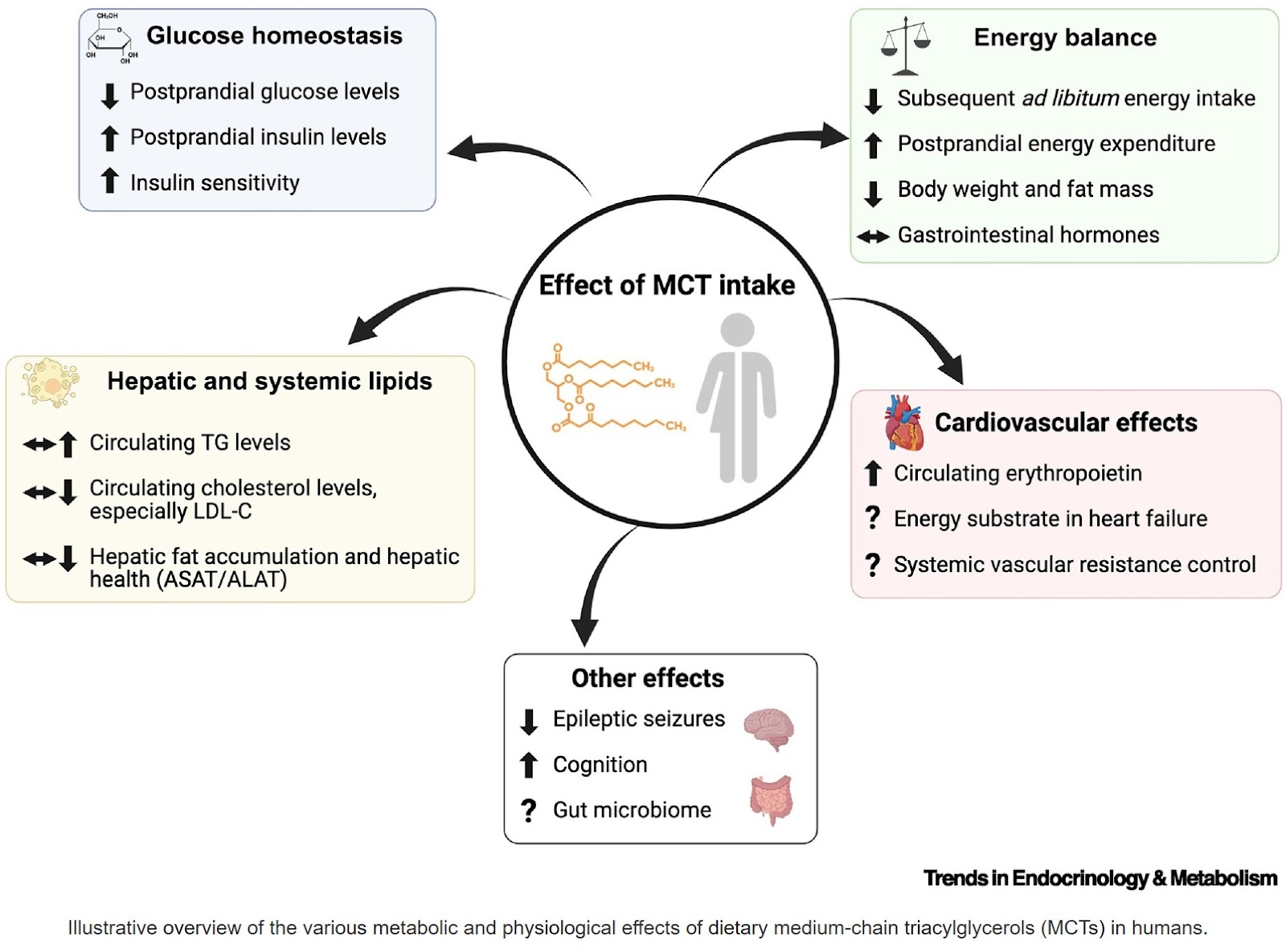 Dietary medium-chain triacylglycerols in metabolic regulation