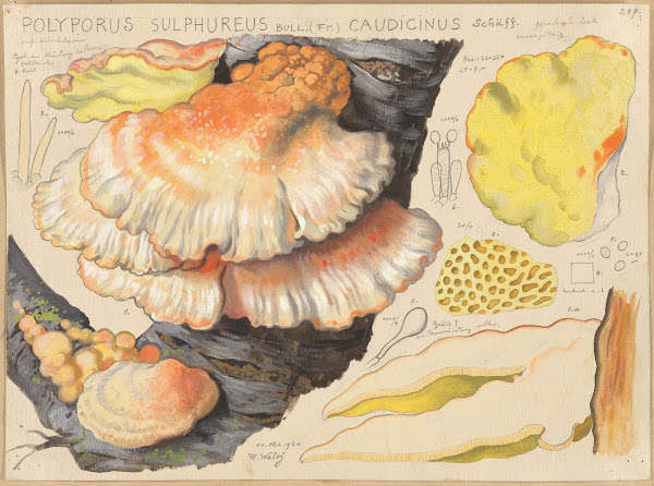 Polyporus sulfureus Bull Fr caudicinus Schäff 1915 1945