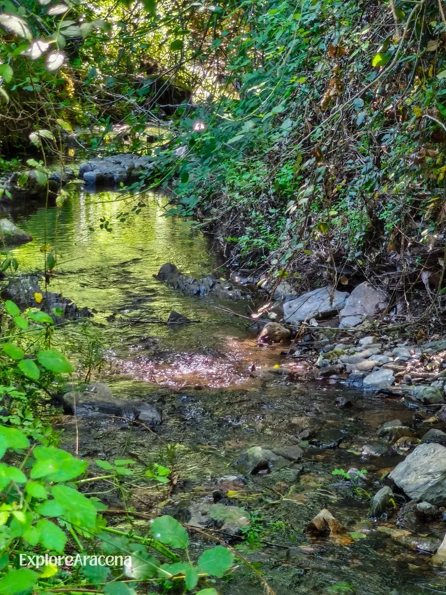 A small stream flowing through a shaded forest in the Sierra de Aracena, with sunlight reflecting on the water.