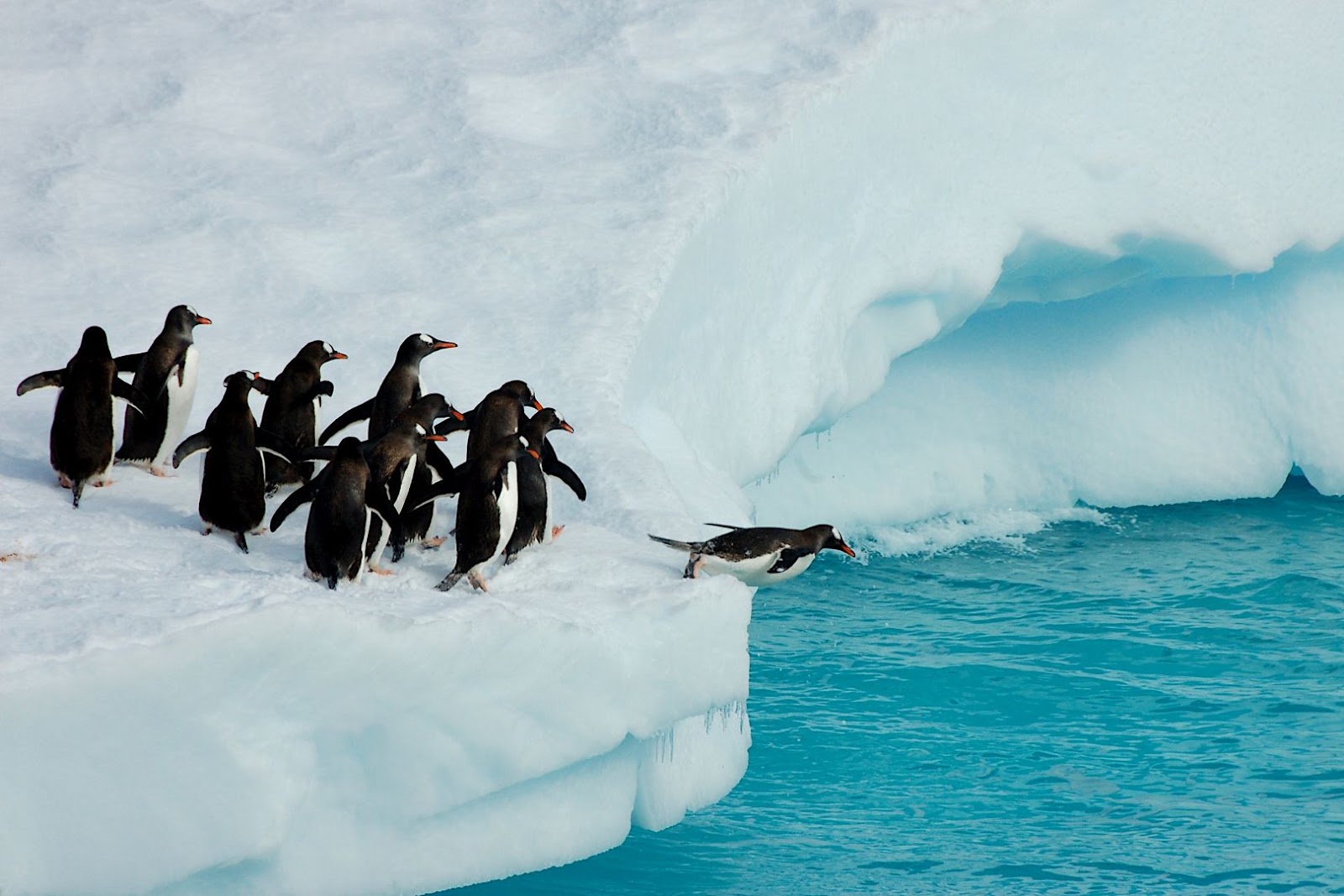 Penguins gathered on the snowy Antarctic coast with dramatic ice and polar scenery surrounding them.