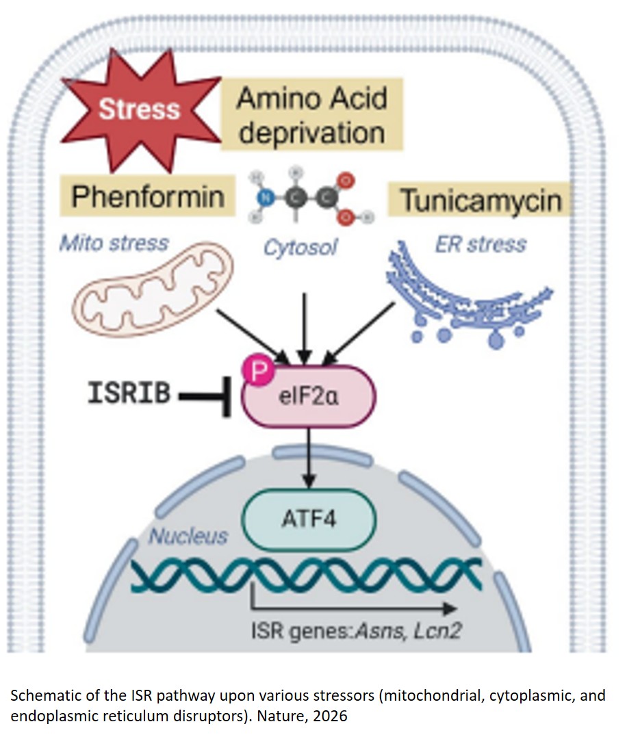 The integrated stress response promotes immune evasion through lipocalin 2