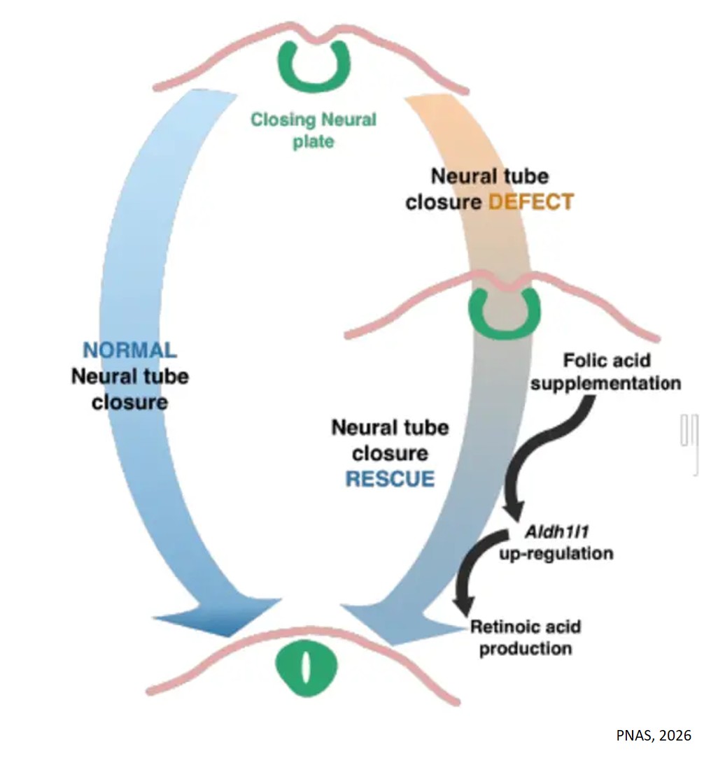 How folic acid protects the developing brain and spinal cord