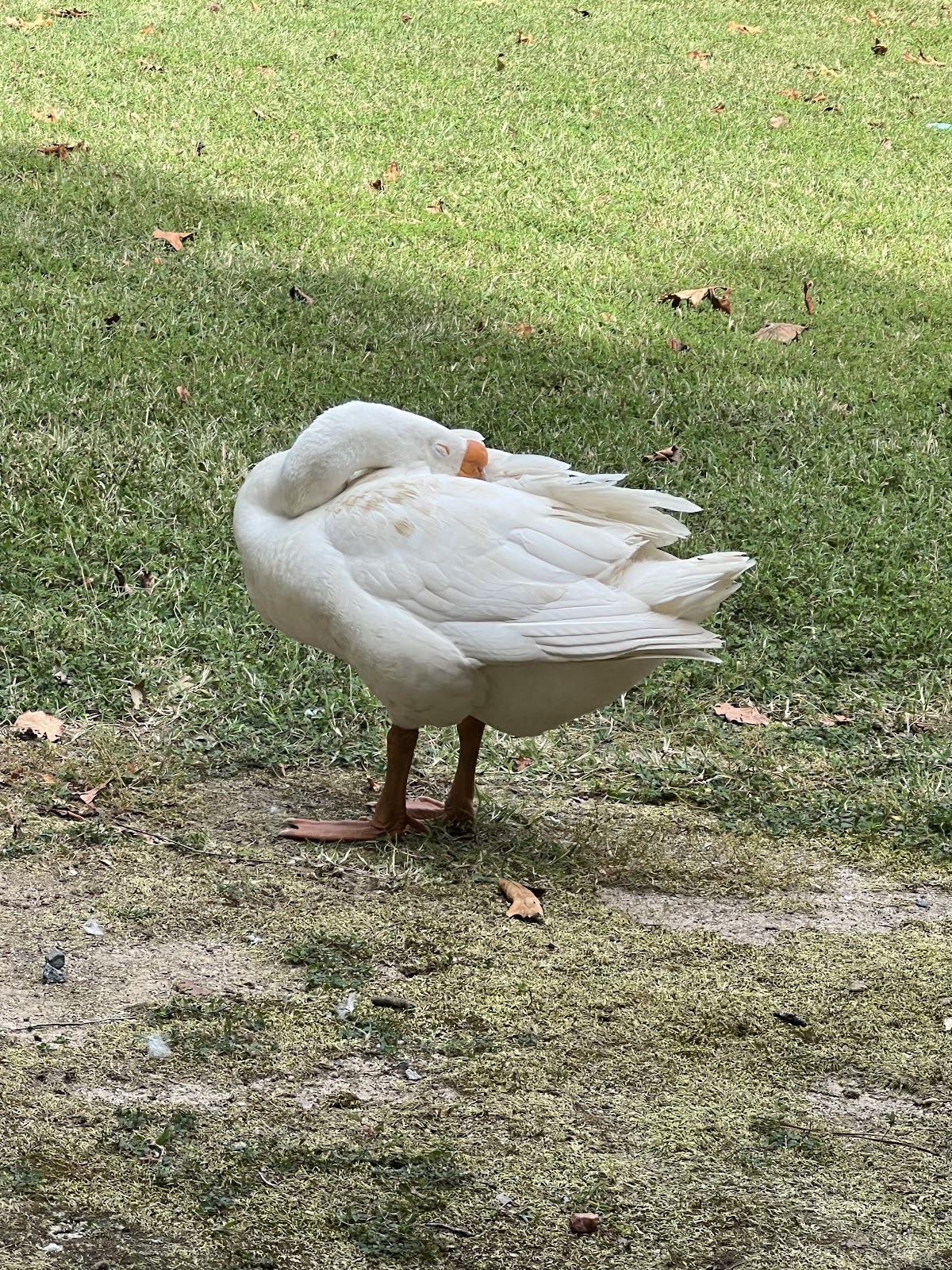 White Chinese Goose