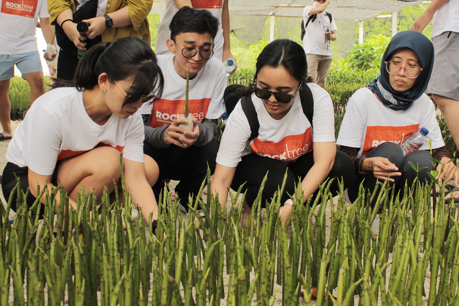 Rocktree Group and CarbonEthics Plant Mangroves for Carbon Emission Sequestration