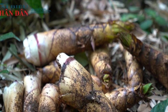 Mùa thu hoạch măng vầu ở miền Tây Quảng Trị - Đại Biểu Nhân Dân