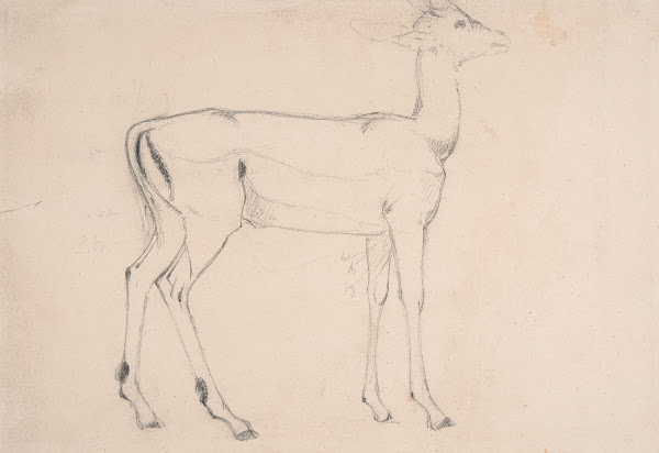 Study of a Standing Deer ca 1802