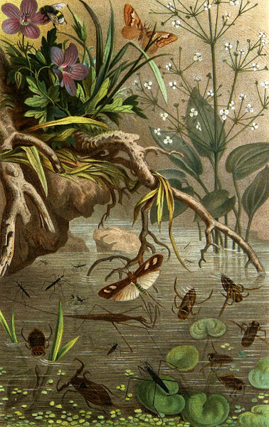 Die Insekten Tausendfussler und Spinnen Pl 20 1877