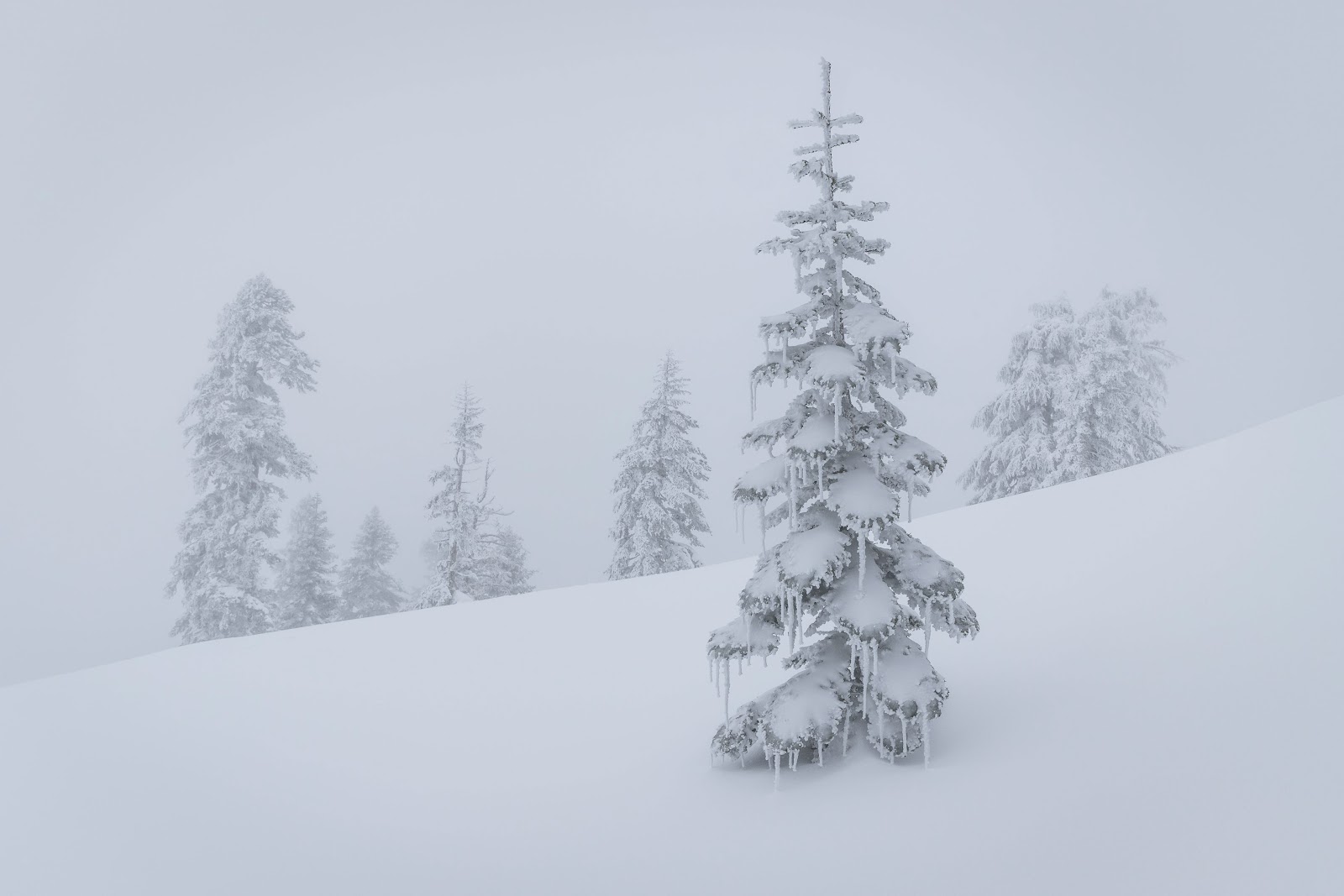 Winter Nature Wallpaper