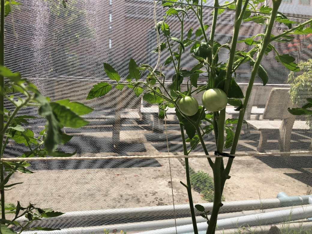 Những quả cà chua đầu tiên do chính tay các bạn đoàn viên, sinh viên DLA chăm sóc