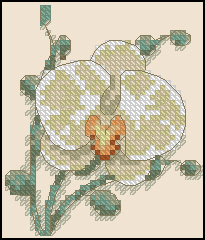 DIM 73109 White Orchid