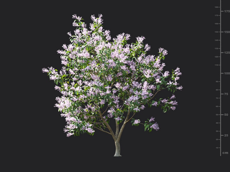 Maxtree - Plant Models Vol.115
