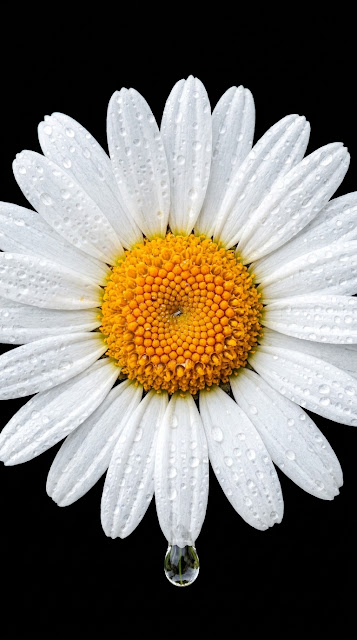 White Daisy Flower Covered in Water Droplets on Black Background - Free mobile Wallpaper