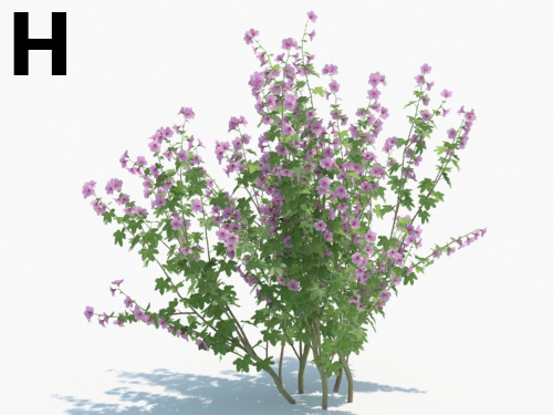 Maxtree - Plant Models Vol.3