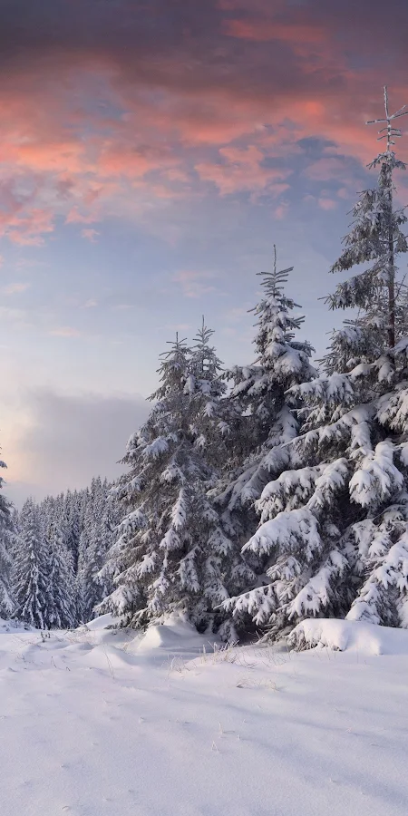 Winter Nature Afternoon 4K HD Phone Wallpaper