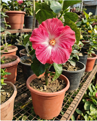 Hibiscus Love Story