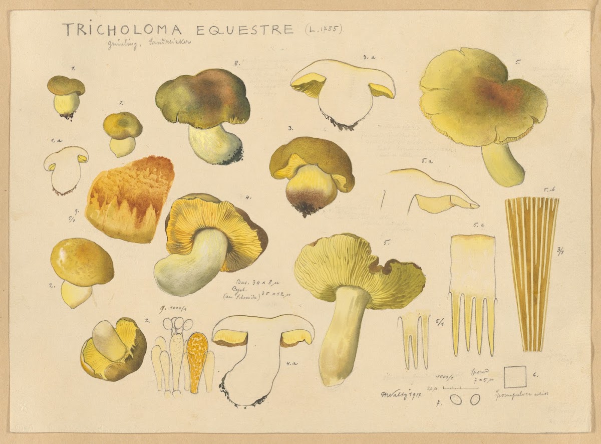 Tricholoma equestre L 1735 1915 1945