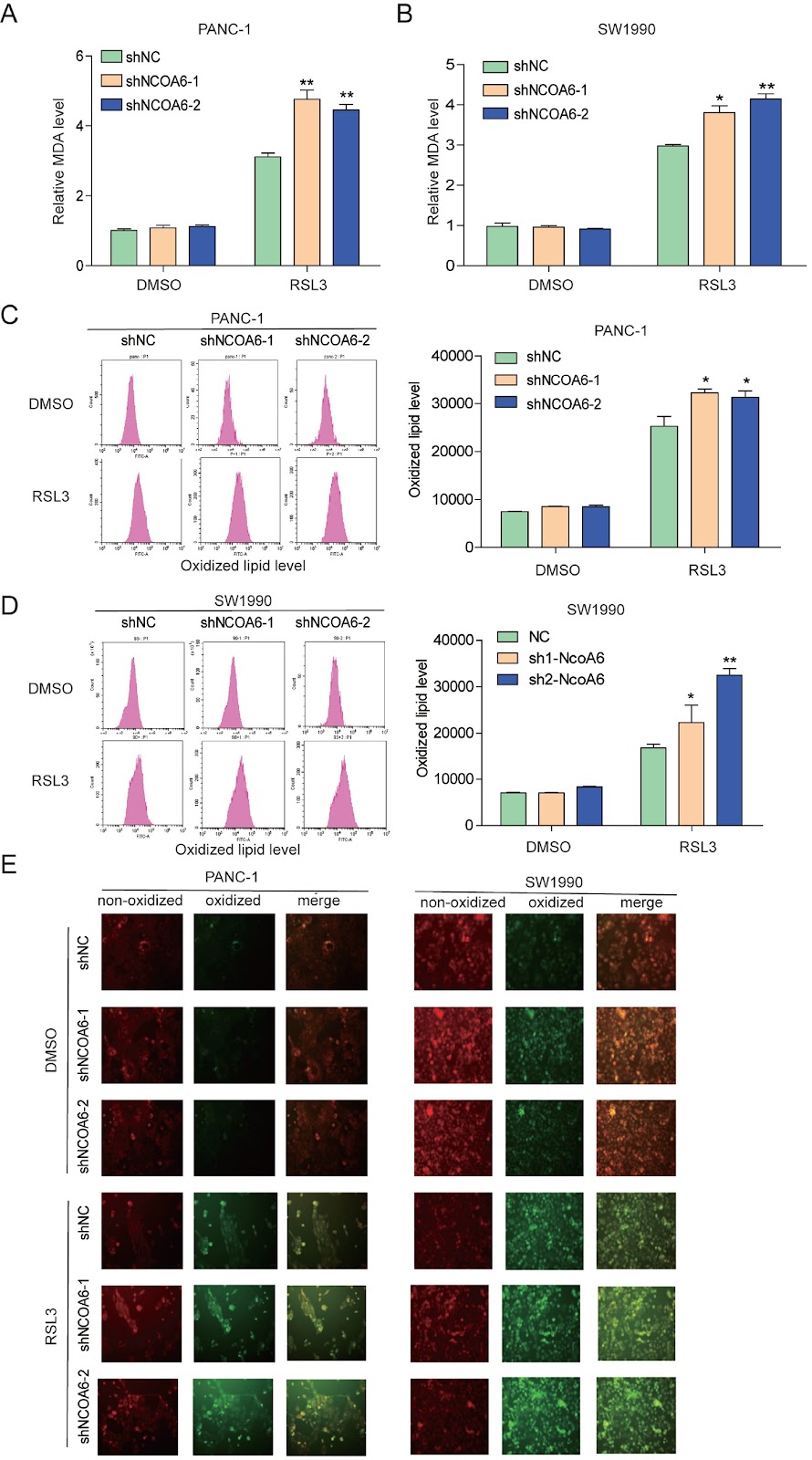 NCOA6 knockdown enhances RSL3-induced ferroptosis in pancreatic cancer cells and increases the sensitivity to gemcitabine