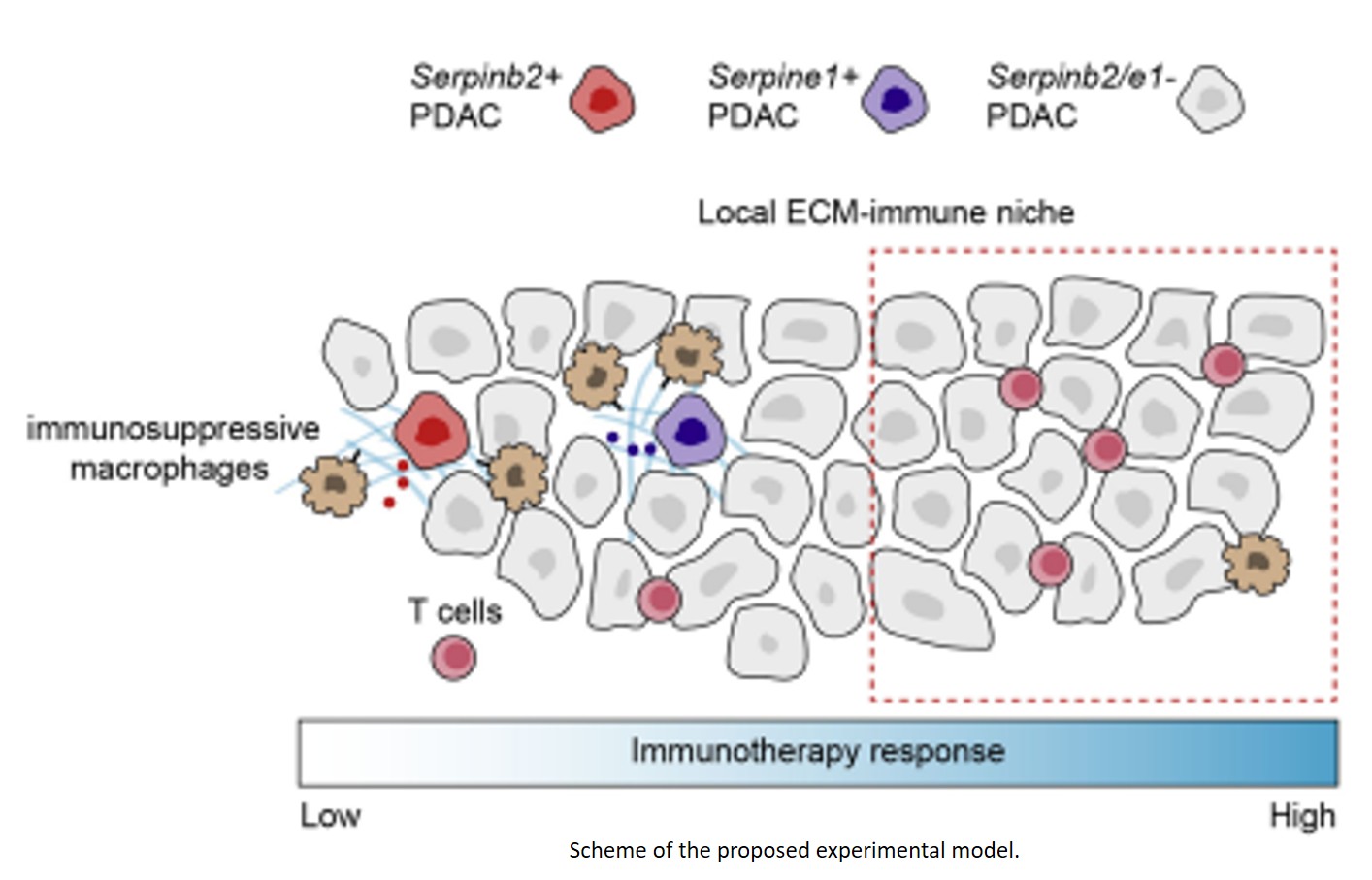 A serpin–myeloid axis in pancreatic cancer heterogeneity and immune evasion