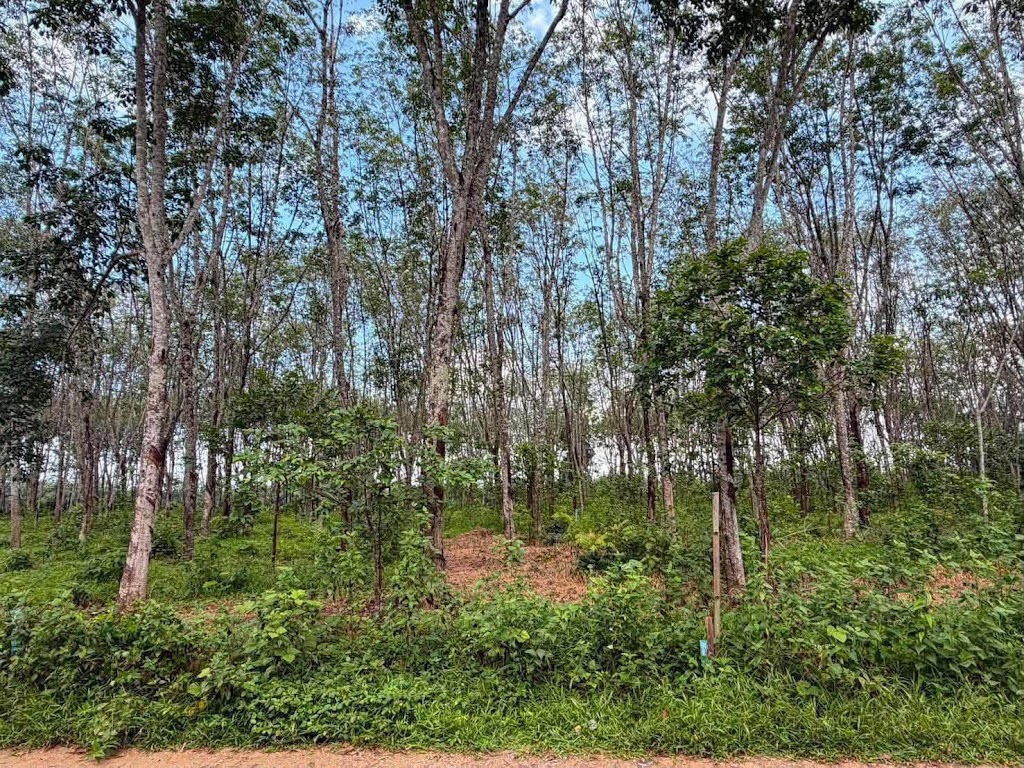 ที่ดินสวนยางพารา 4 ไร่ ใกล้หาดนาใต้ · บ้านดอนโคกกลอย ตะกั่วทุ่ง พังงา 2