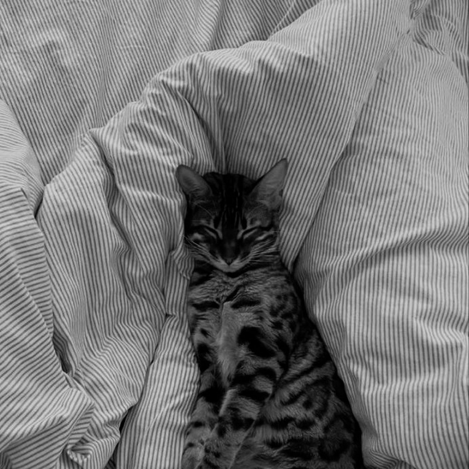 Download Sleeping Cat on Striped Blanket iPhone