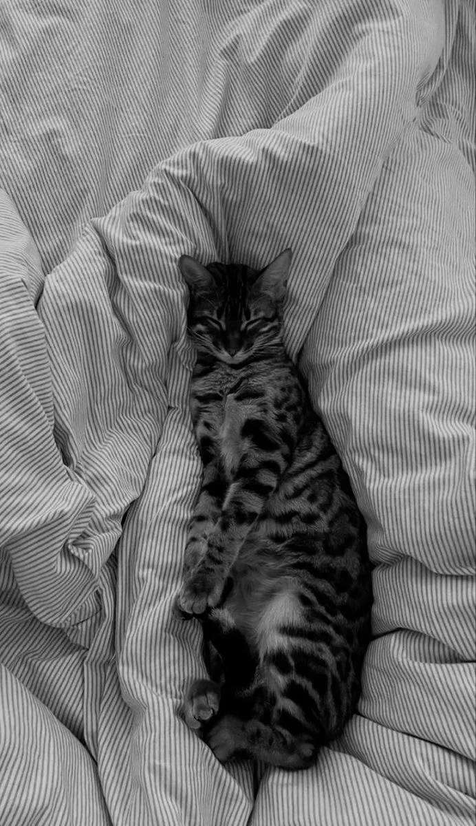 Sleeping Cat on Striped Blanket - Monochrome Pet Photography iPhone Wallpaper (692x1200)