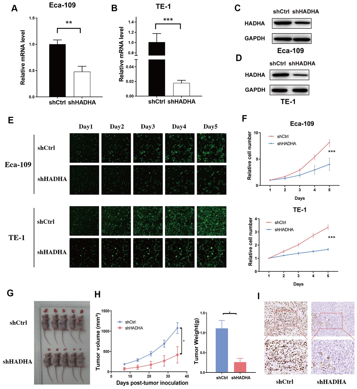 HADHA promotes esophageal cancer progression by activating mTOR signaling and the SP1/MDM2 axis