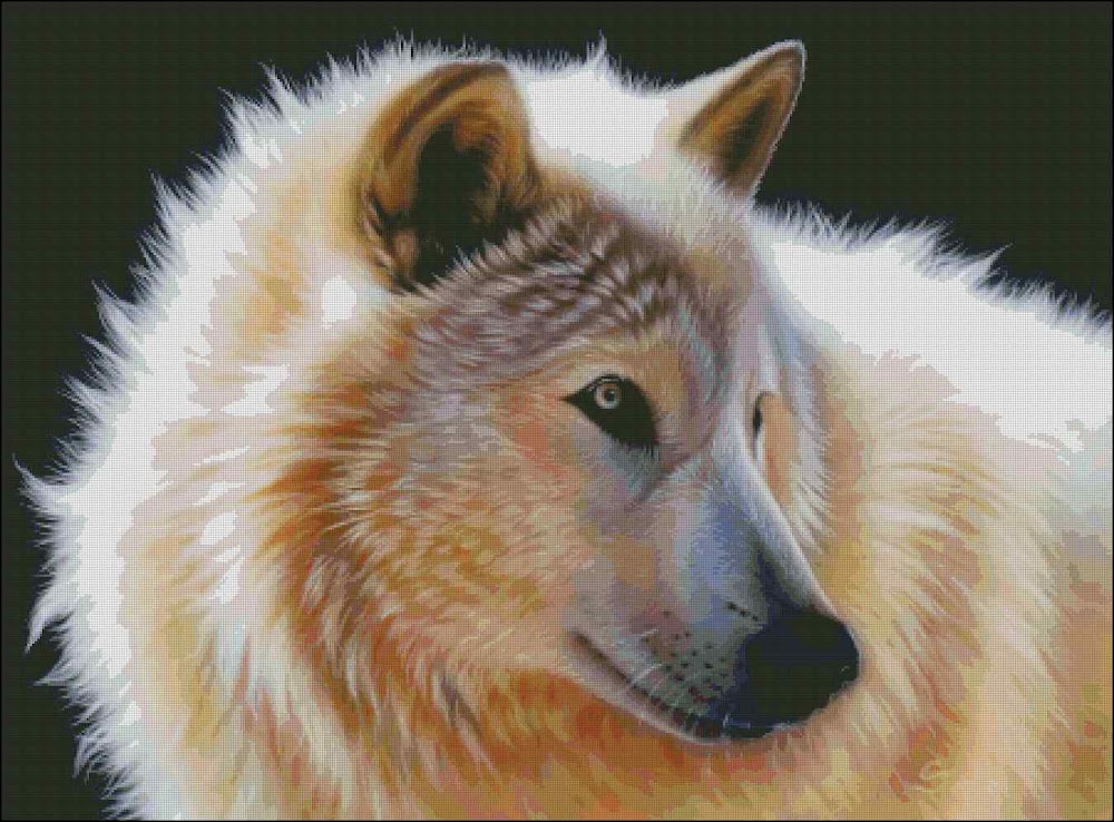CMP 400648 Beautiful Wolf