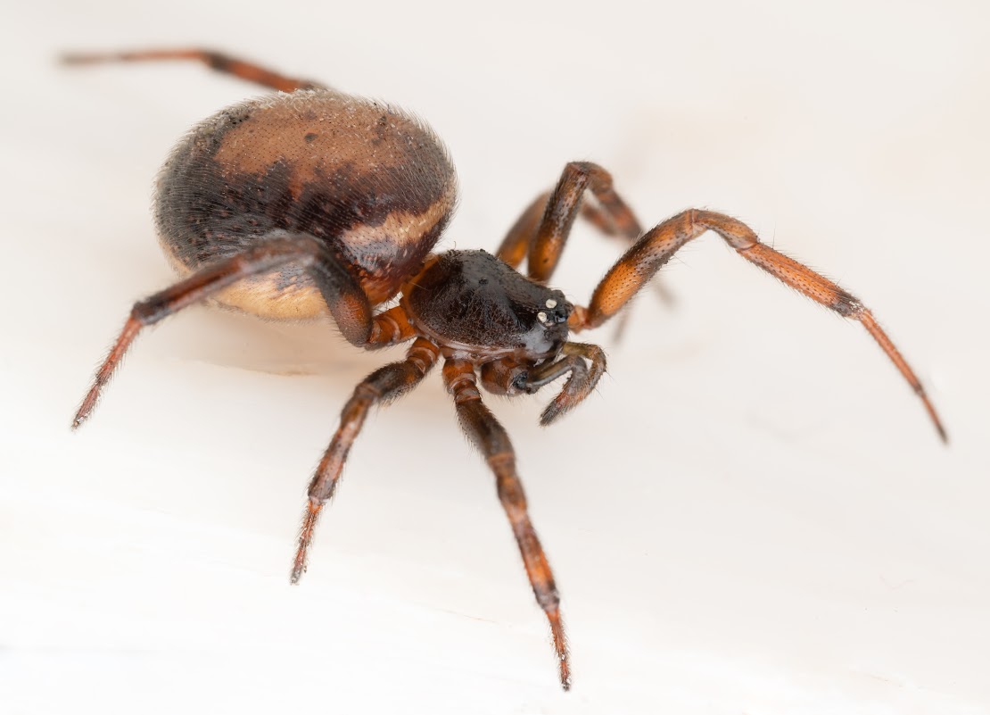 Steatoda bipunctata