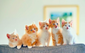 Cats Wallpaper