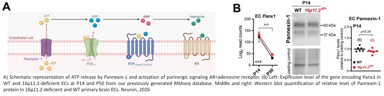 Purinergic receptor activation rectifies autism-associated endothelial dysfunction