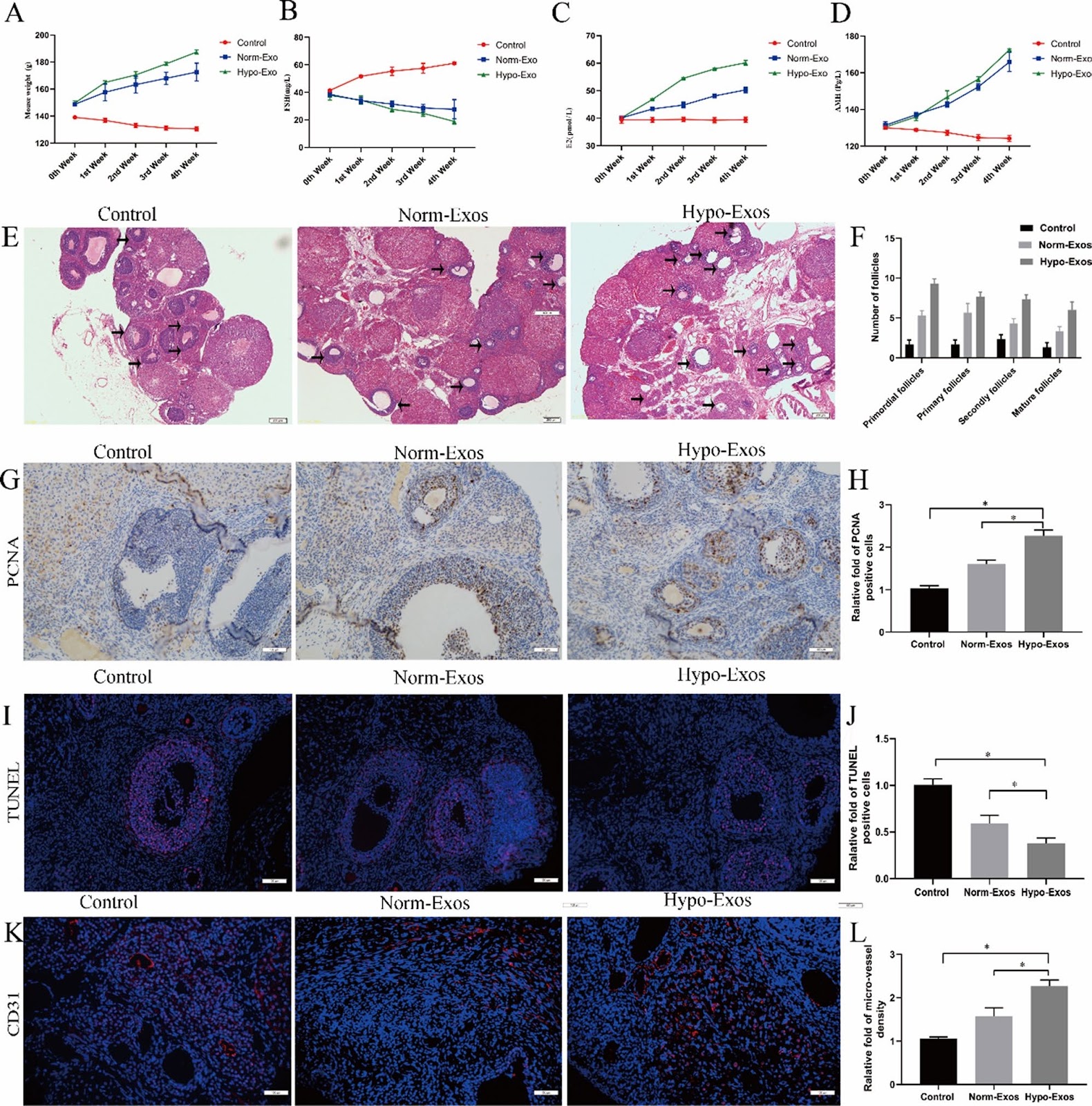 Exosomes derived from hypoxic mesenchymal stem cells restore ovarian function by enhancing angiogenesis