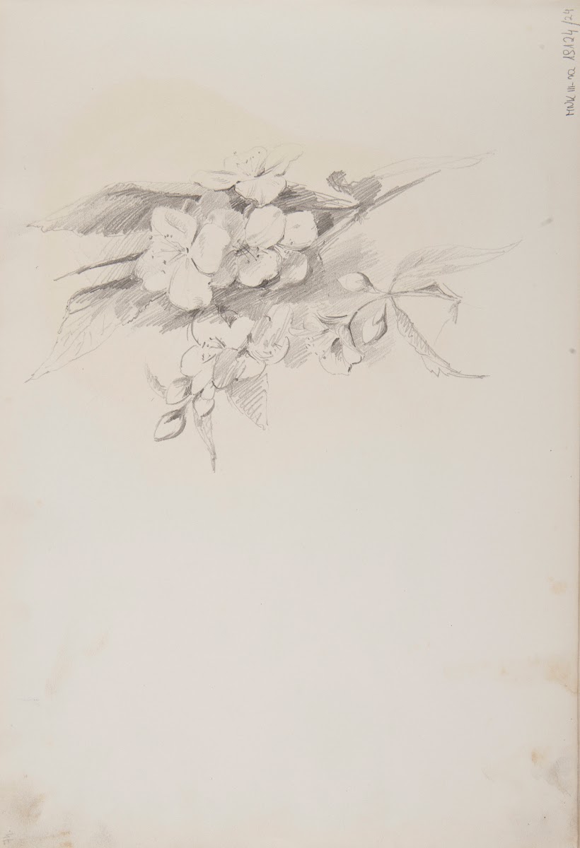 szkice kwiatów 1883 1886
