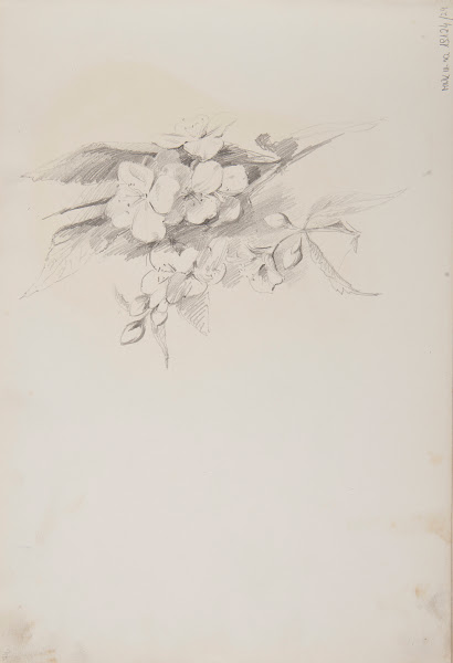 szkice kwiatów 1883 1886