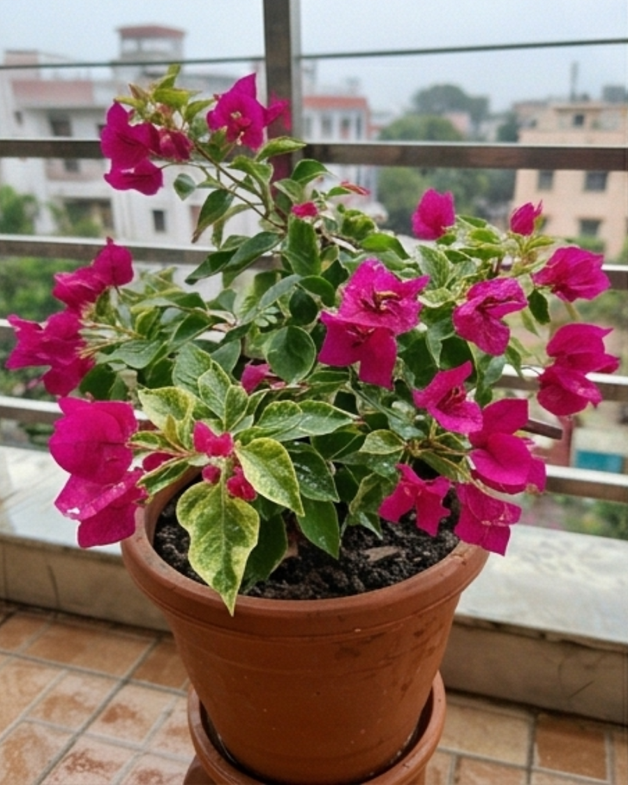 Imported Pv Sen Bougainvillea Plant — view 5