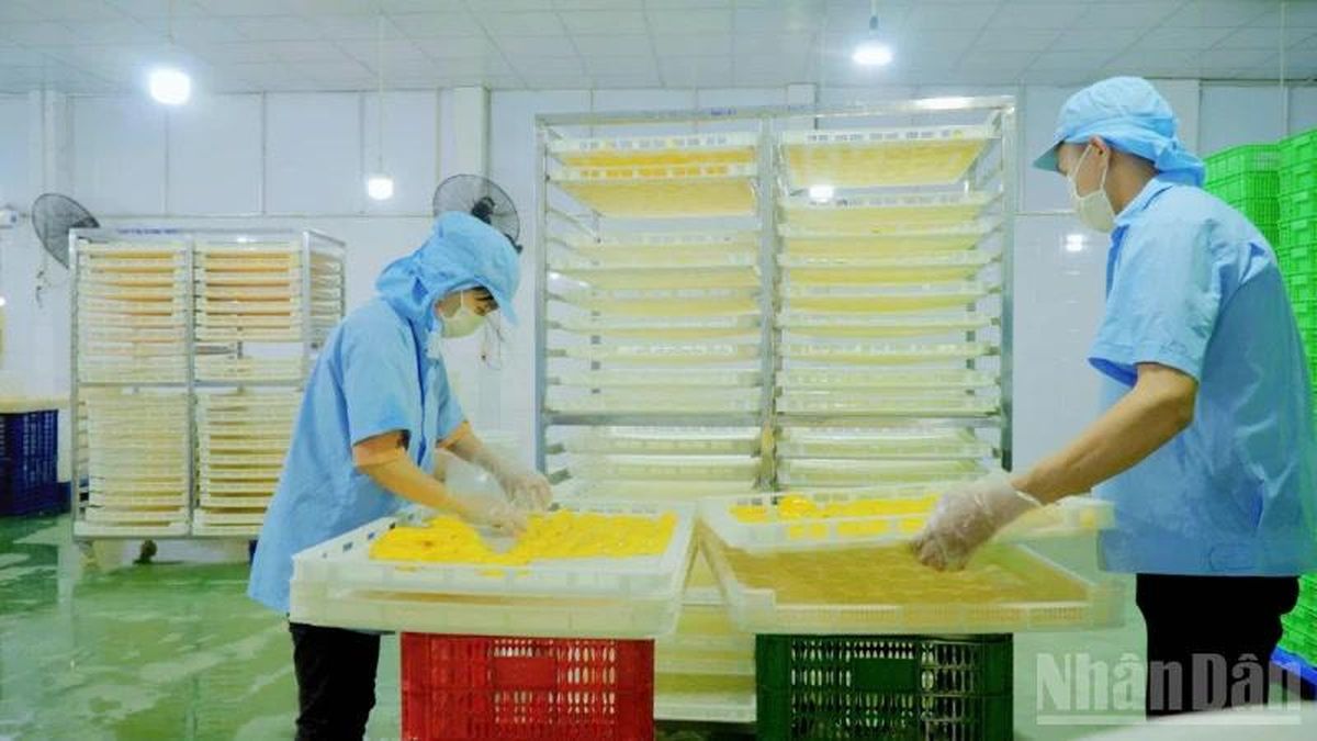 Liên kết doanh nghiệp, hợp tác xã và nông dân nâng cao giá trị nông sản - Báo Nhân Dân