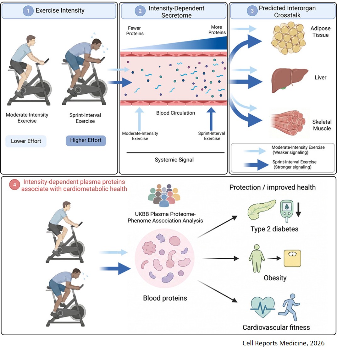 Exercise intensity modulates interorgan communication and is associated with cardiometabolic health outcomes in humans